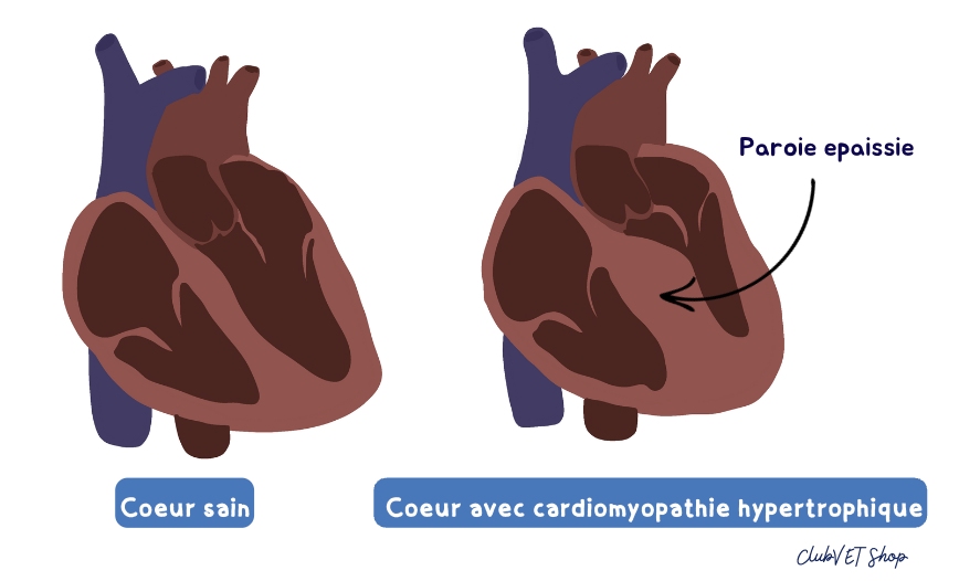 Novavet Clinique Vétérinaire de Jade